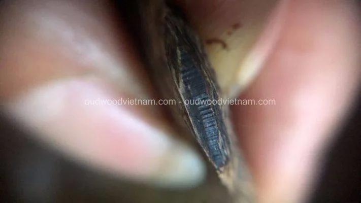 Green Ky Nam, Ki nam, Kyara, Qi nan, Calambac, 沉香木奇楠, Kinam Oud, 奇楠, Calambac or Qi Nan