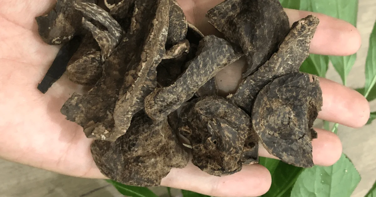 oud oil oudh oil agarwood oil oud essential oil agarwood essential oil oudwoodvietnam.com