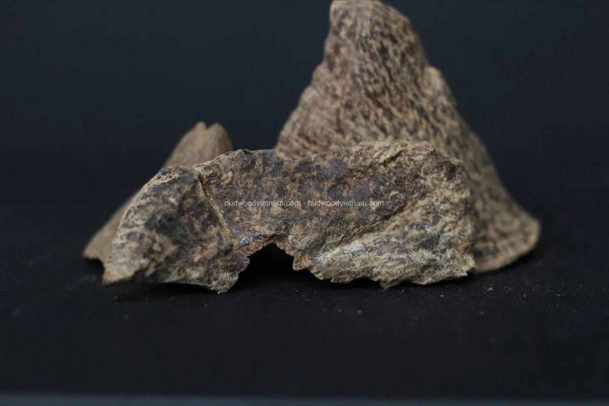 Nha Trang Oud Wood Agarwood Chip | Doi De | Grade A+